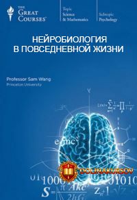 nejrobiologija-v-povsednevnoj-zhizni-chast-2-vong-s-2016.13989.jpg