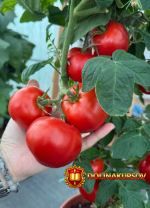 semena-altaja-vse-pro-tomaty-ot-t-do-y-viktorija-karelina.467030.jpg